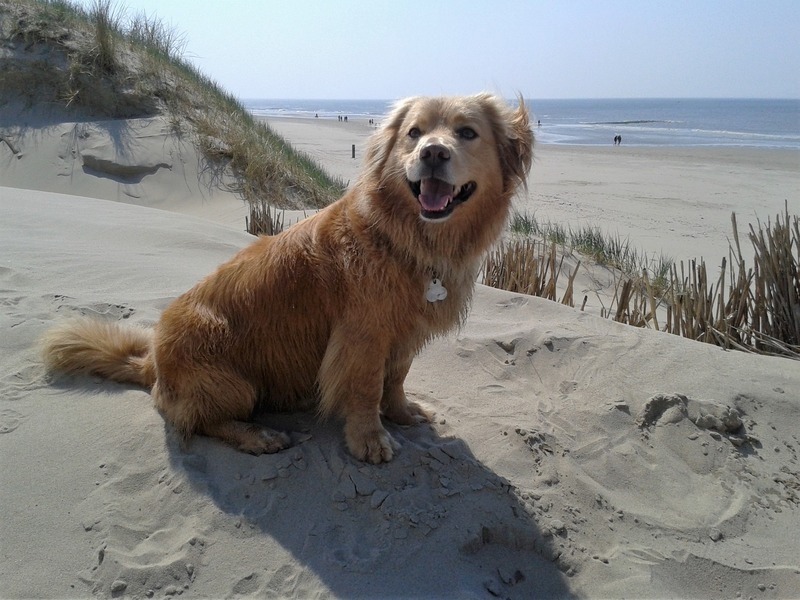 Top Hundeurlaub Urlaub mit Hund in Frankreich
